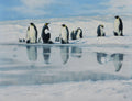 Penguin Colony