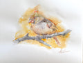Yellow Cardinal