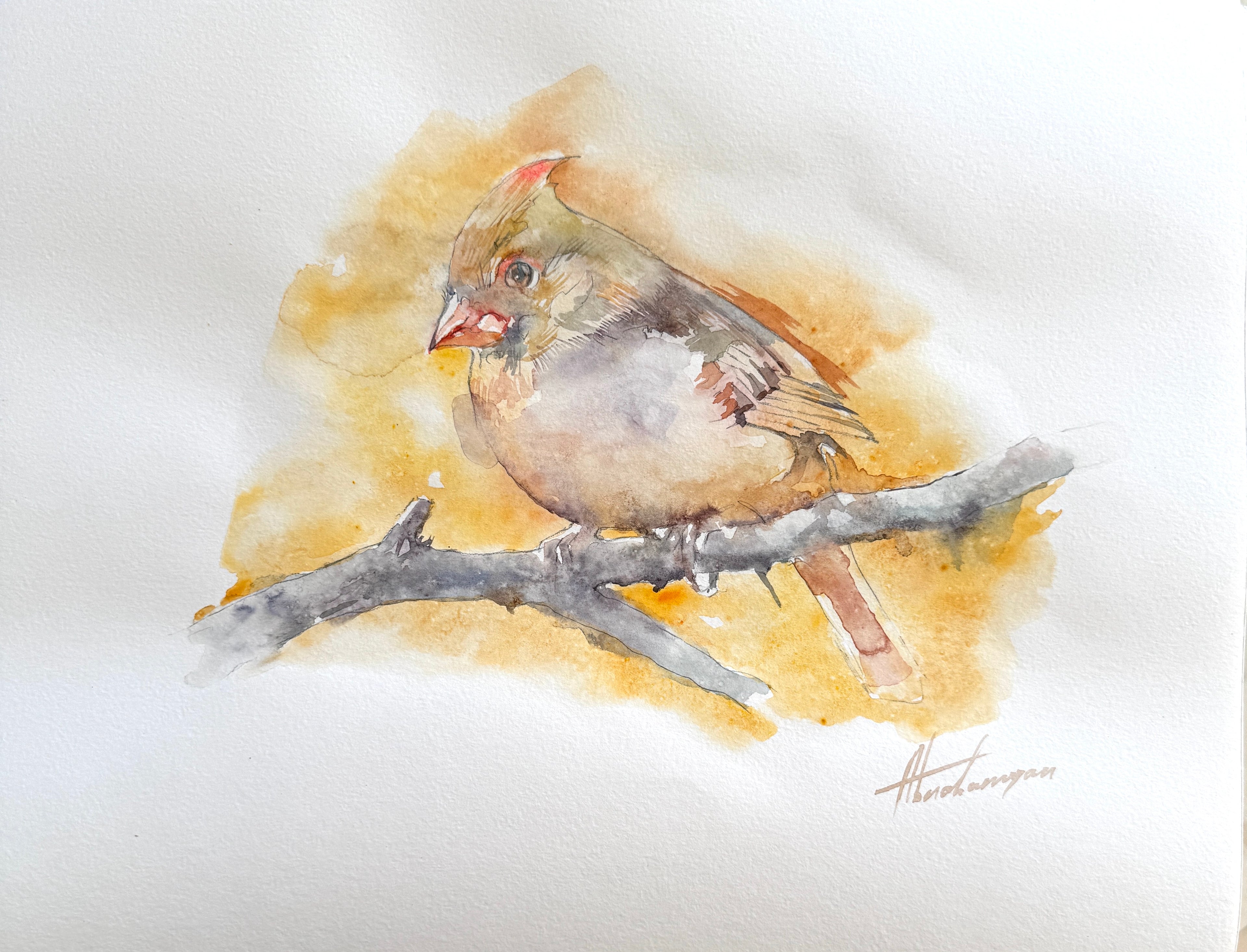 Yellow Cardinal