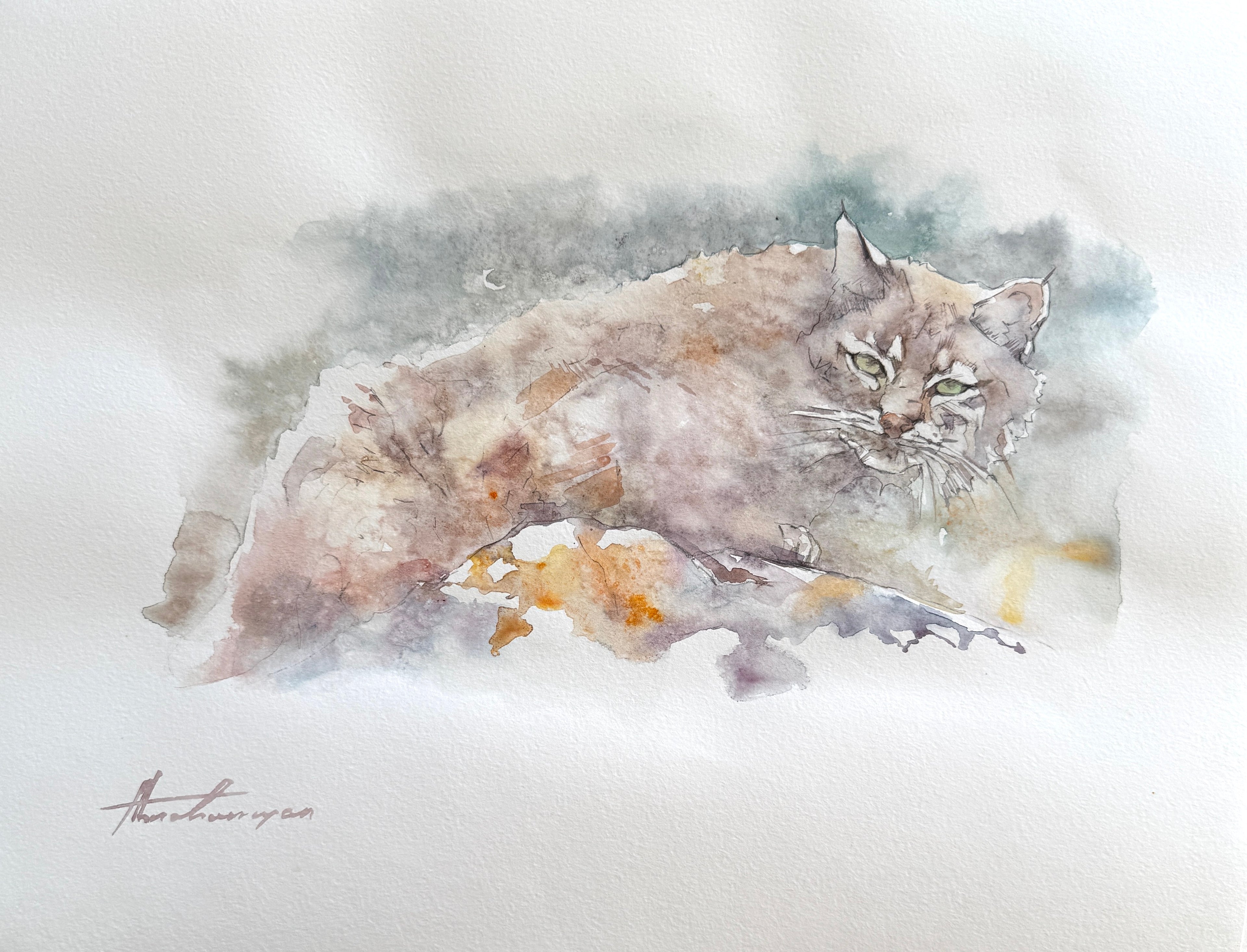 Wild Cat