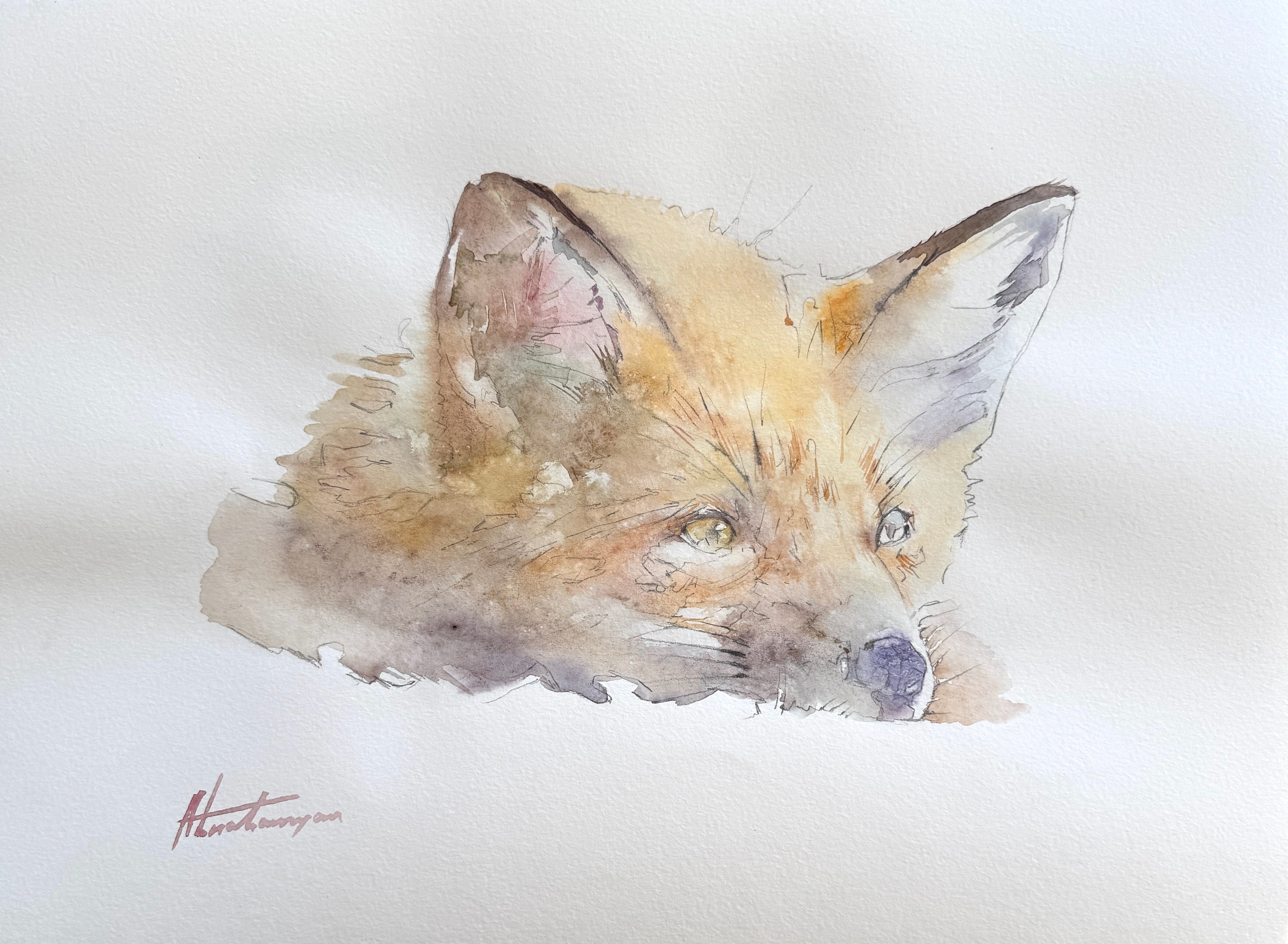 Fox
