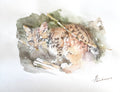 Baby Ocelot