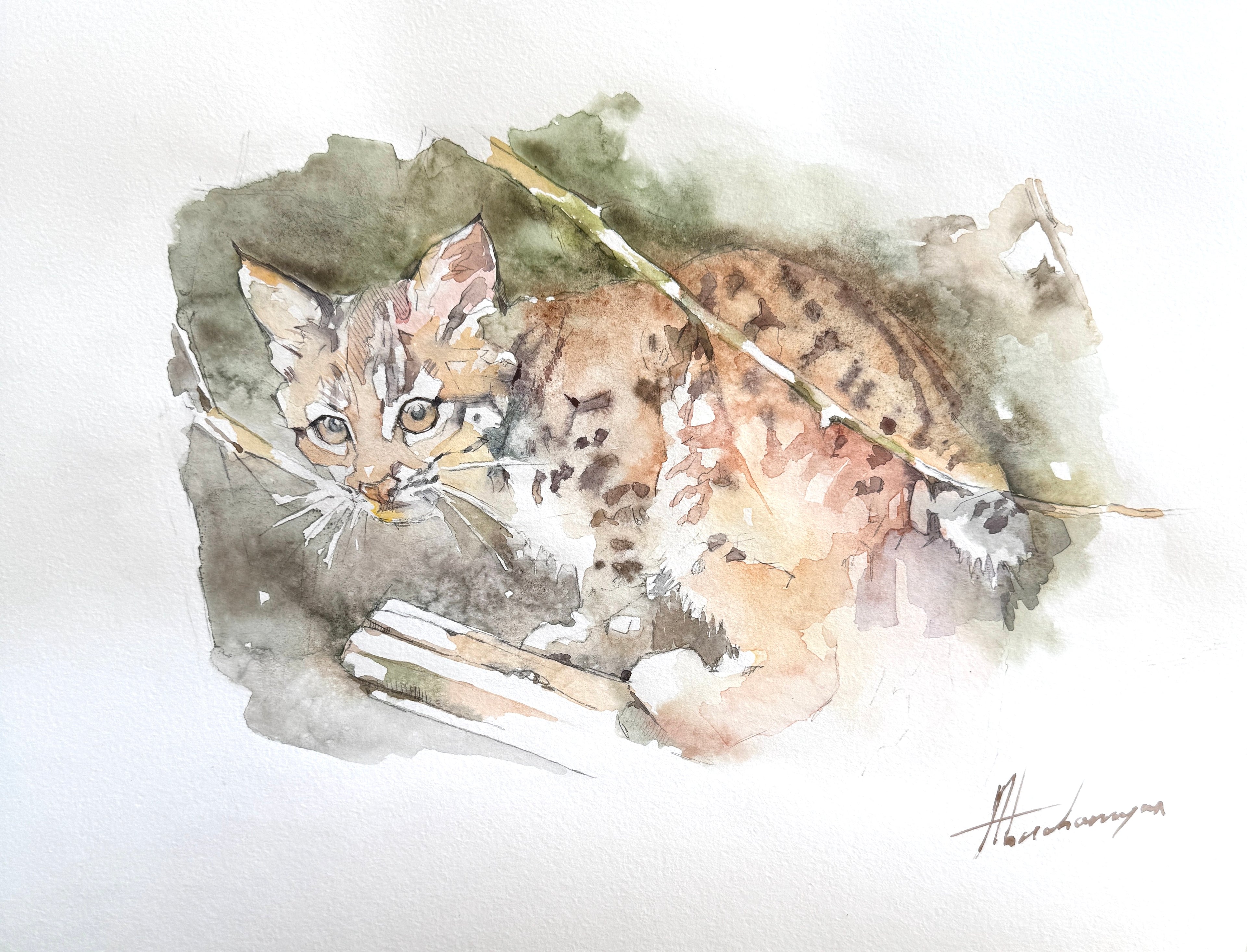 Baby Ocelot