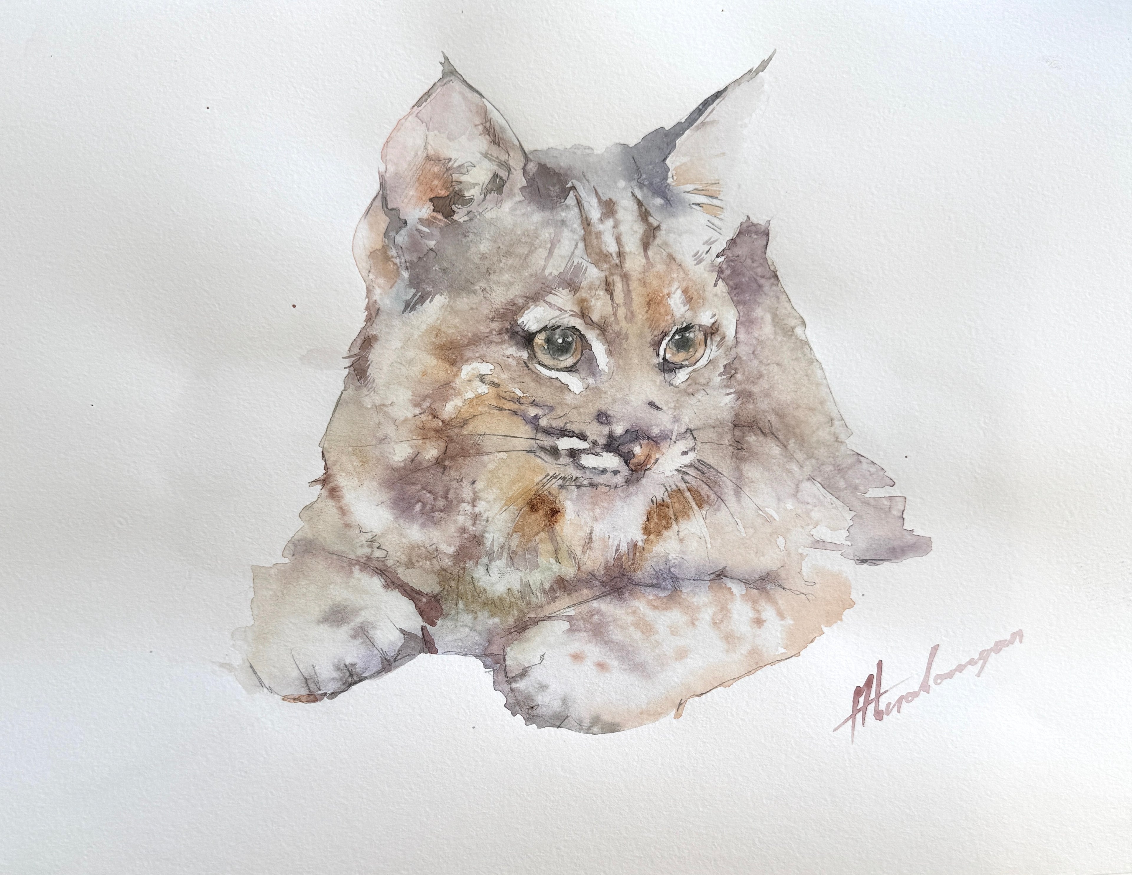 Baby Puma
