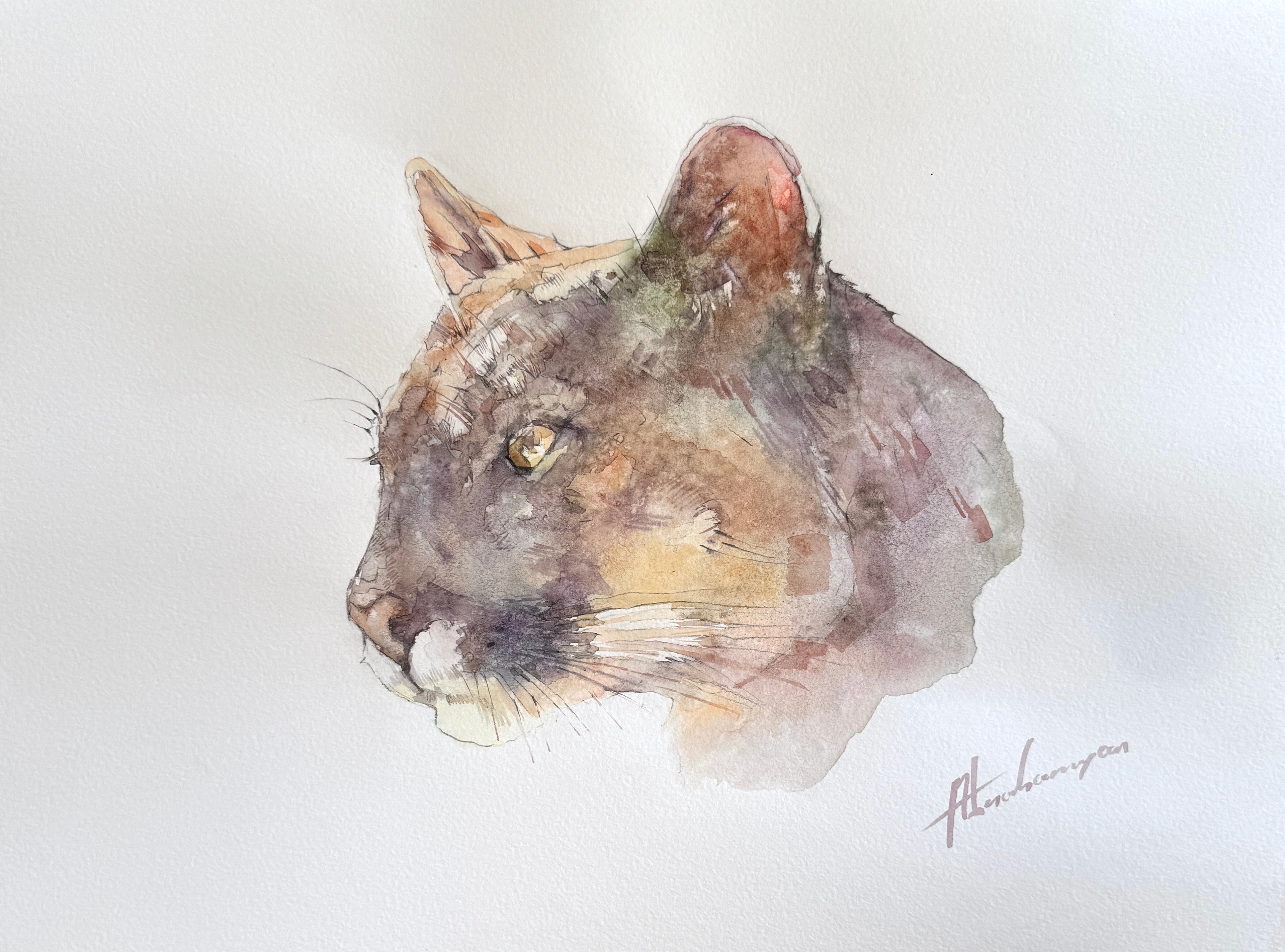 Puma