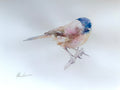 Chickadee