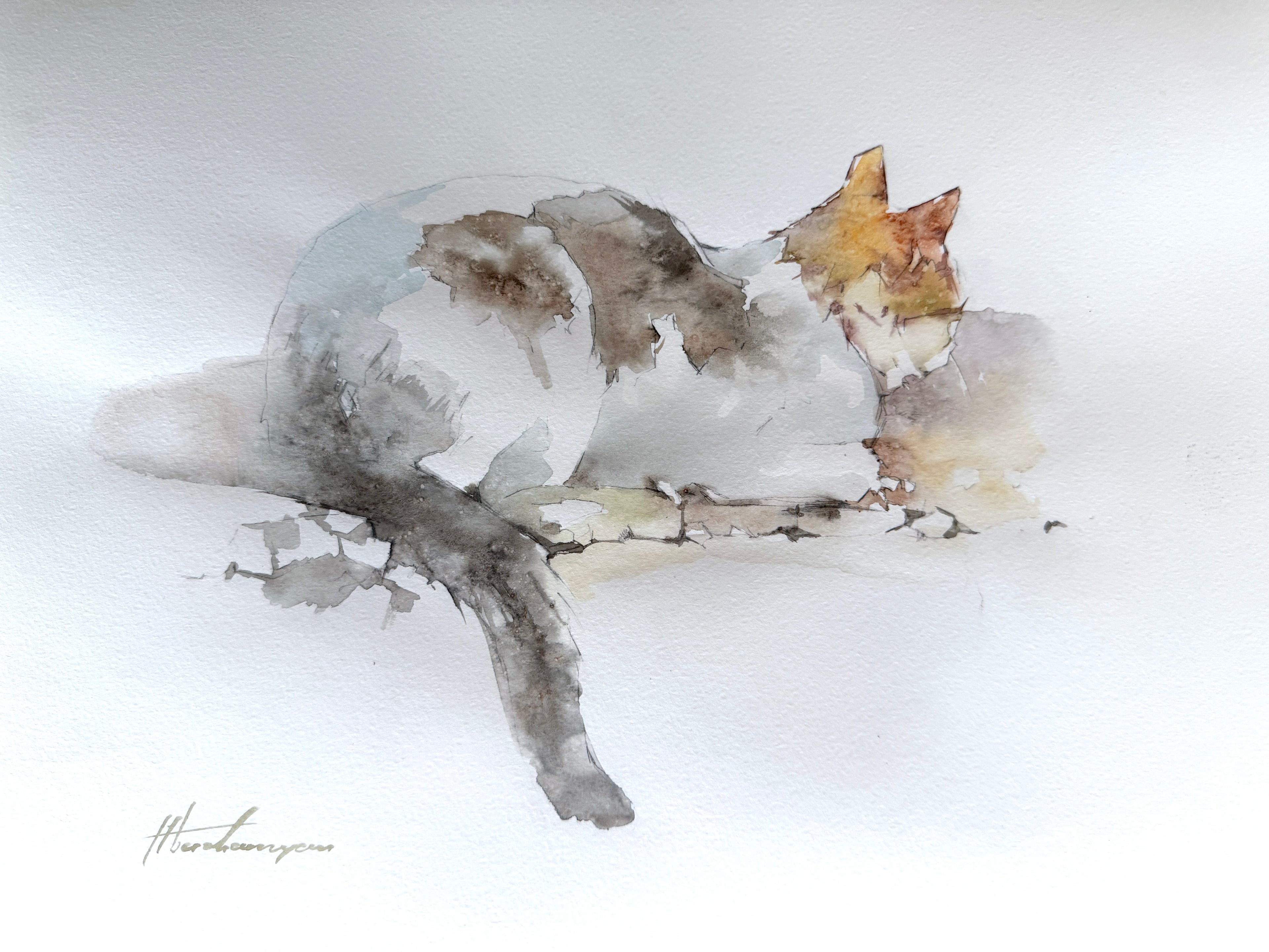 SiHing Cat