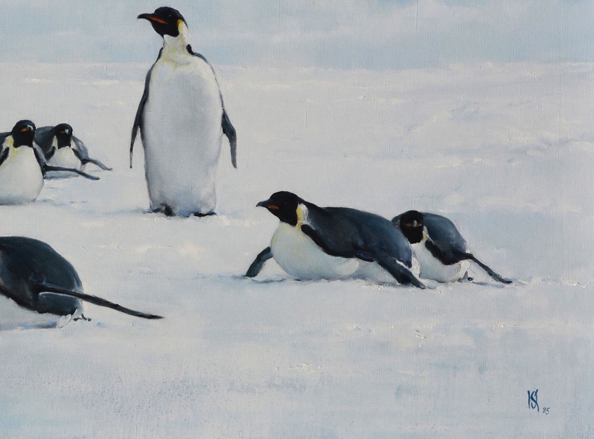 Penguins and Man